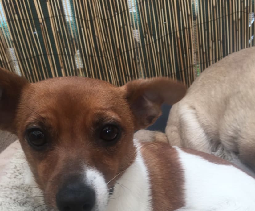 David (54), $200, Non-smoker, Have pets, and No children