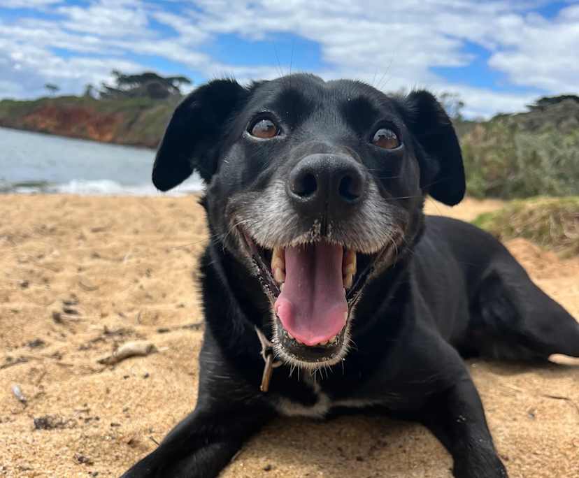 Holly (21), $300, LGBTQIA+, Non-smoker, Have pets, and No children