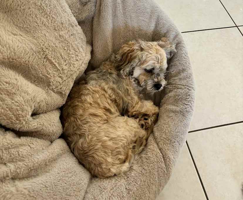 Taymah (25) and Hayden (32), $500, Non-smoker, Have pets, and No children