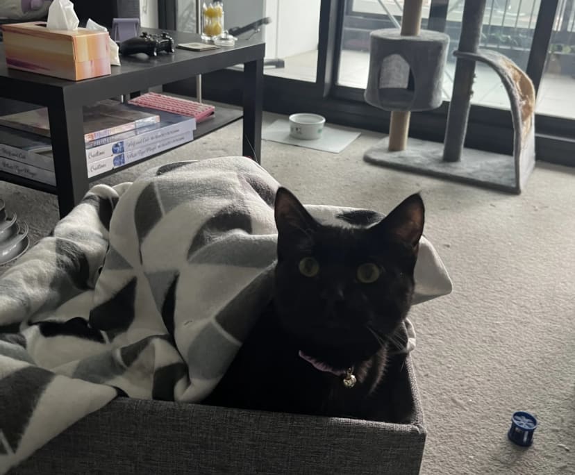 Izzy (21), $350, Have pets, Non-smoker, and No children