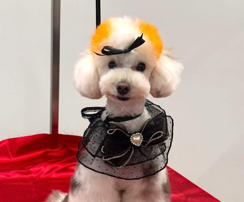 Pippa (23), $350, LGBTQIA+, Non-smoker, Have pets, and No children