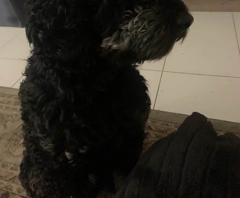 Goheun Keum (37), $300, Non-smoker, Have pets, and No children