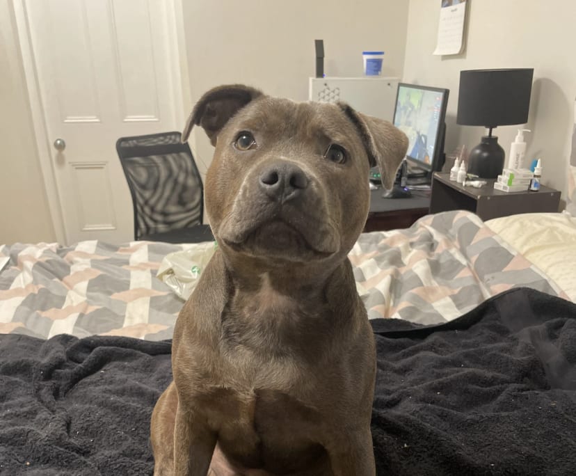 Tom (32), $1,000, Non-smoker, No pets, and No children