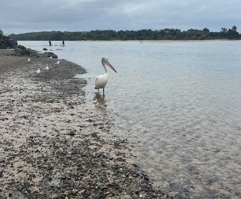 Jr (30), $380, Non-smoker, No pets, and No children