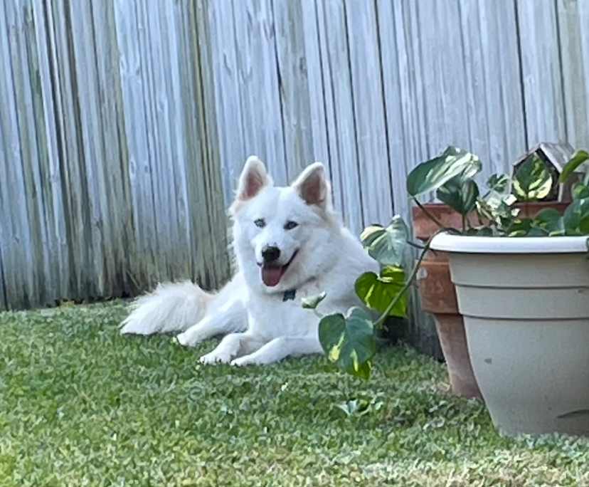 Cassandra (33), $400, Non-smoker, Have pets, and No children