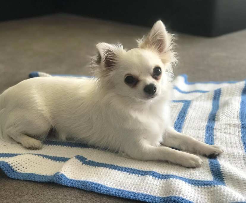 Lauren (31), $375, LGBTQIA+, Non-smoker, Have pets, and No children