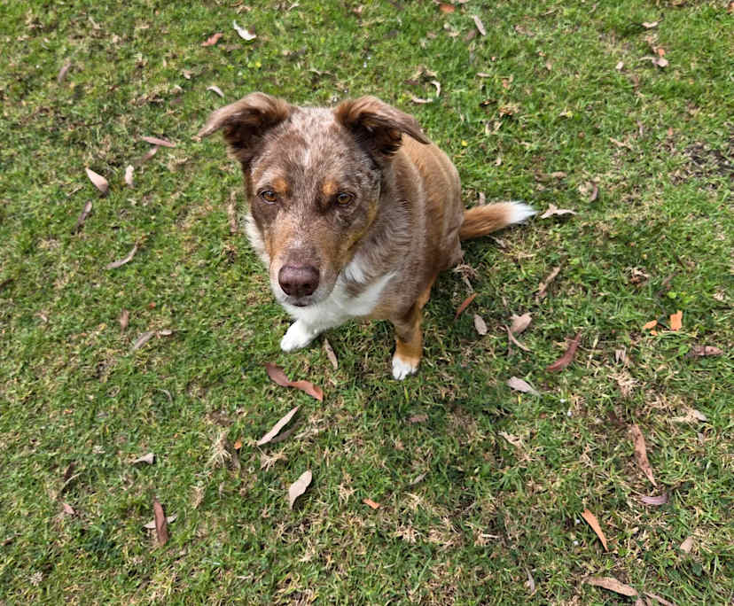 Brooke (26), $250, Have pets, Smoker, and No children