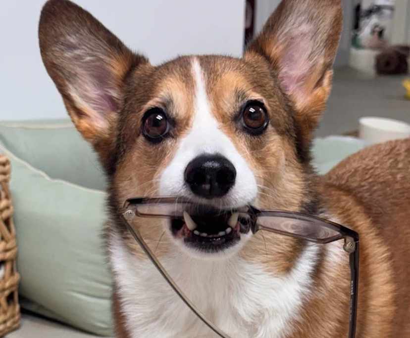 BOMI (30), $270, No pets, Non-smoker, and No children