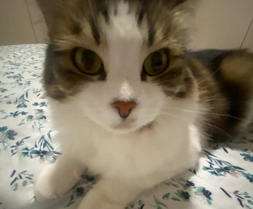 Zainab (20), $350, Non-smoker, Have pets, and No children