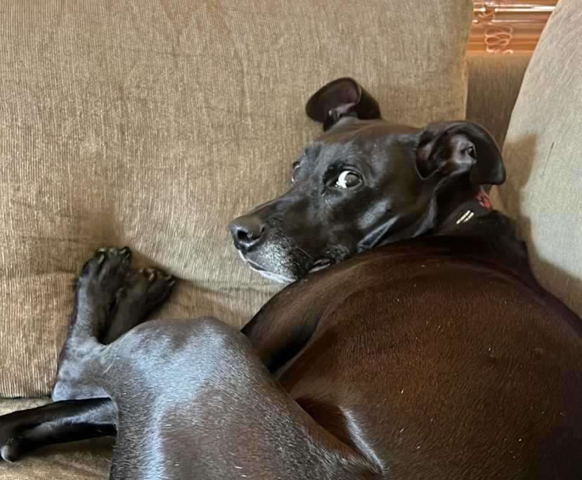 Simone (26), $300, Non-smoker, Have pets, No children, and LGBTQIA+