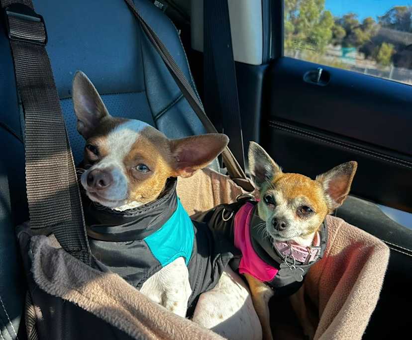 Destynie (24), $190, Non-smoker, Have pets, and No children