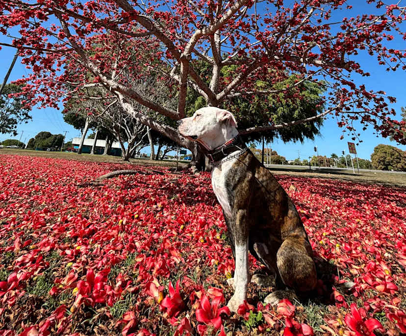 Carla (22), $350, Non-smoker, Have pets, and No children