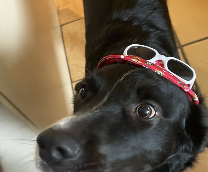 Arabella (24) and Braydon (25), $400, Have pets, LGBTQIA+, Non-smoker, and No children