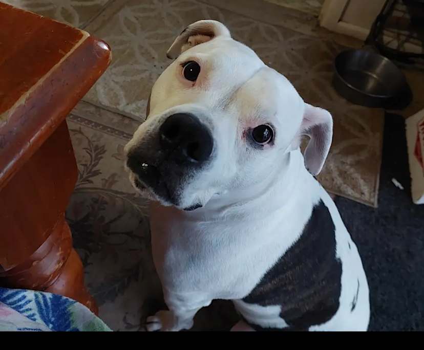 Amy