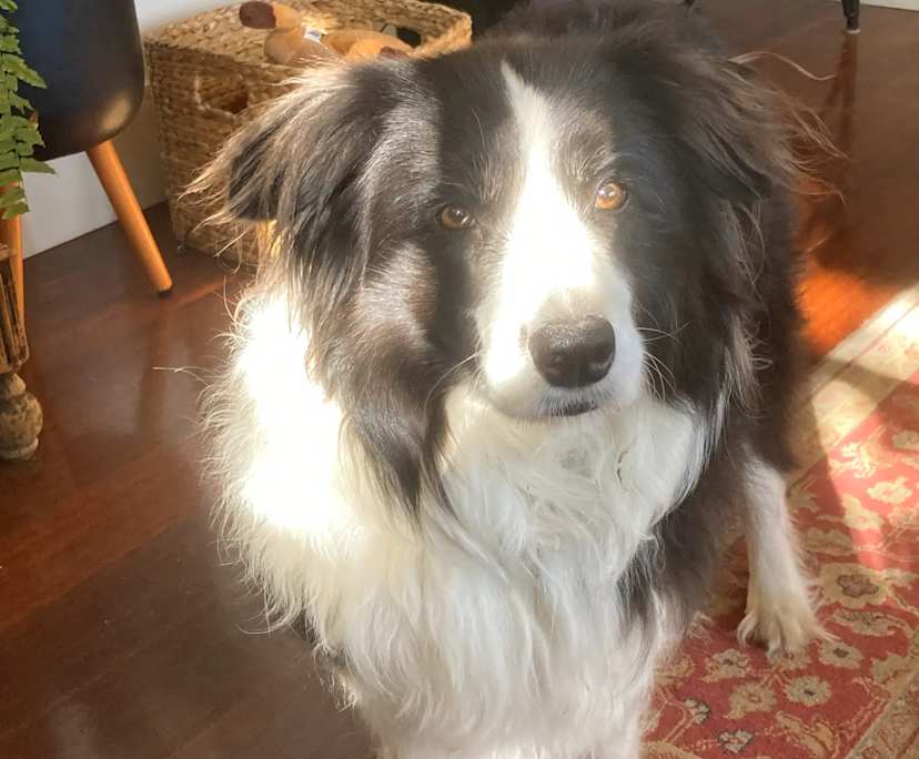 Evie (22), $400, LGBTQIA+, Non-smoker, Have pets, and No children