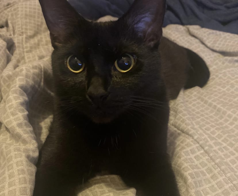 Alex (18), $240, LGBTQIA+, Non-smoker, Have pets, and No children