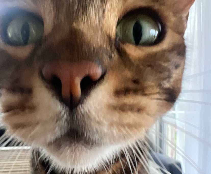 Soren (21) and Tyler (20), $500, LGBTQIA+, Non-smoker, Have pets, and No children