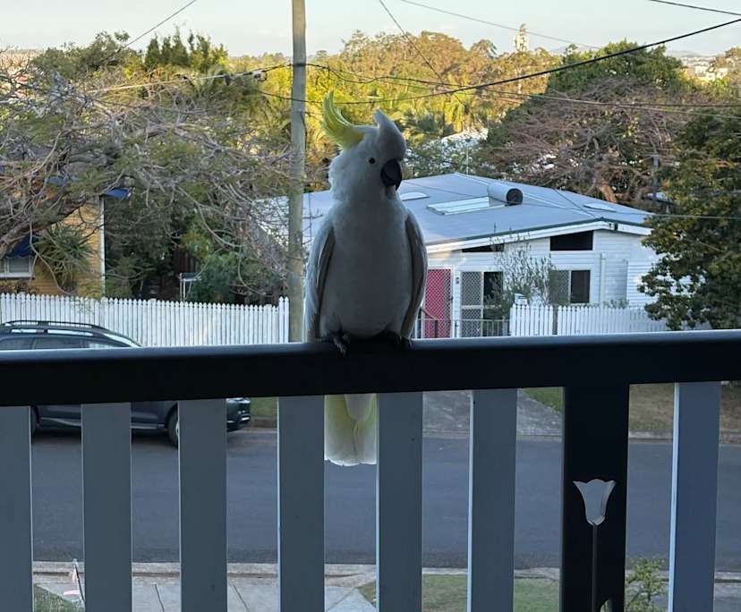 Yuki