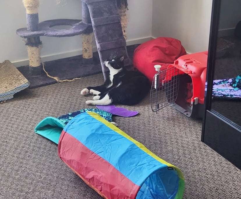 Cy (31), $500, LGBTQIA+, Have pets, Smoker, and No children