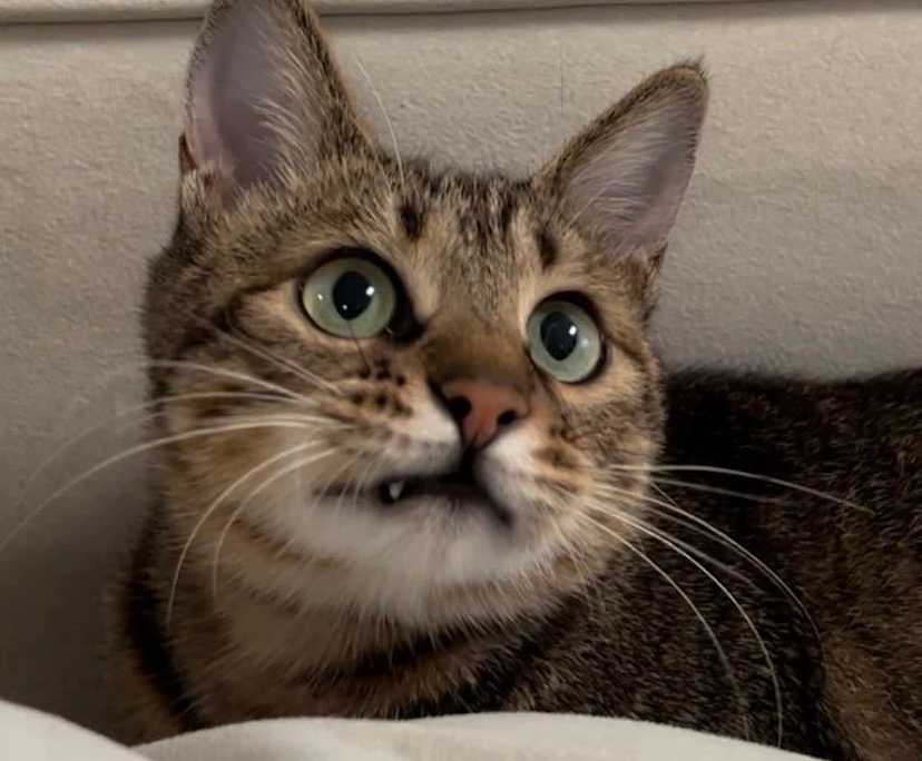 Lisa (27), $280, No pets, Non-smoker, and No children