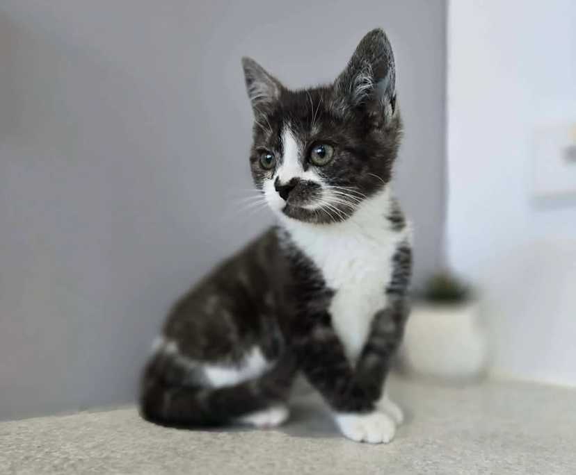 Darcy (25), $250, Non-smoker, Have pets, and No children