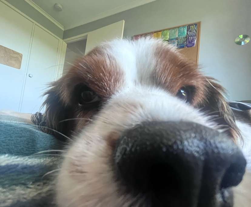 Angus