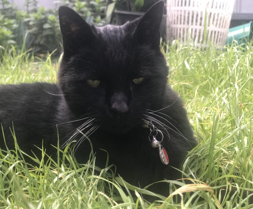 helena (55), $350, Non-smoker, Have pets, No children, and LGBTQIA+