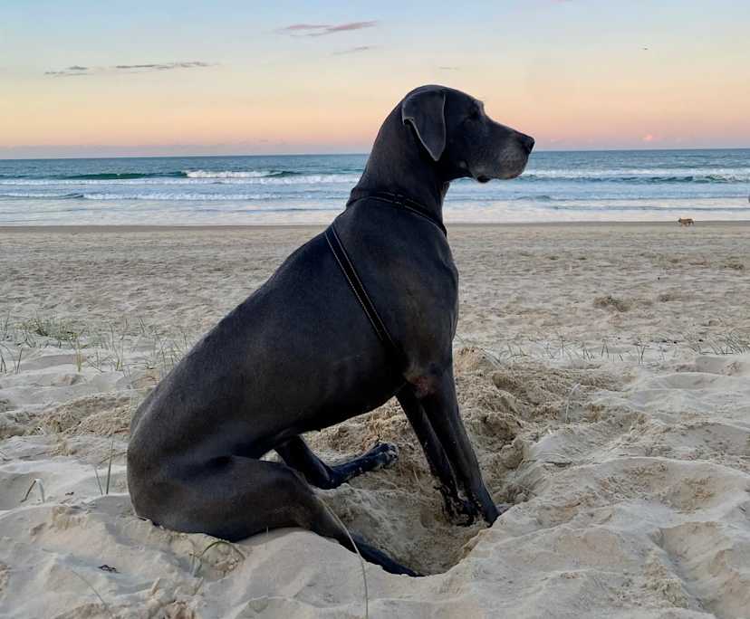 Daemon (31), $600, Have pets, Non-smoker, and No children