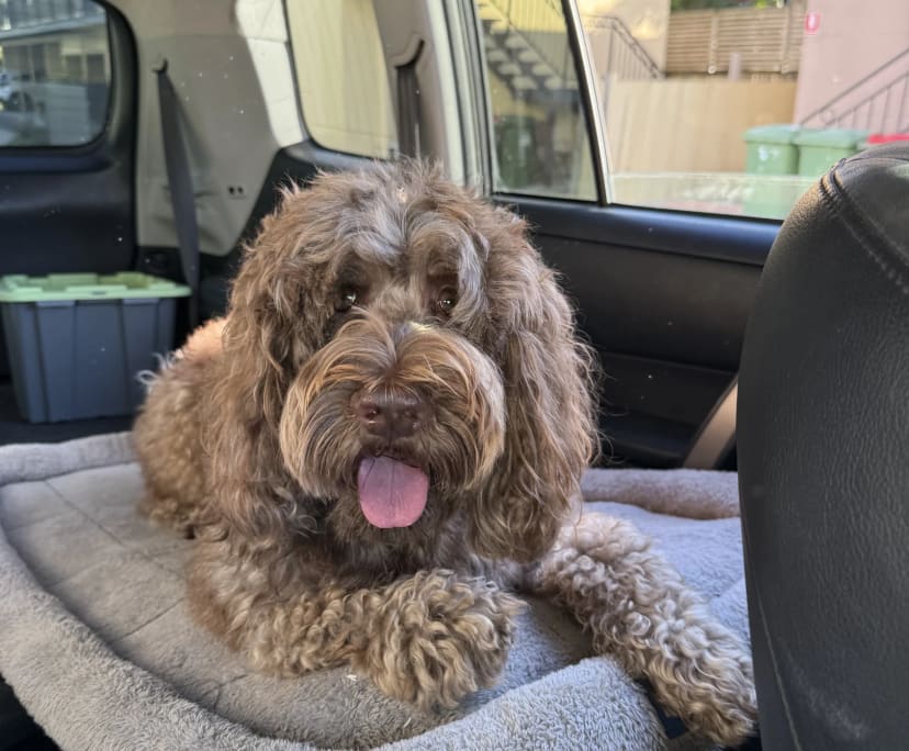 Sam (32), $750, Non-smoker, Have pets, and No children