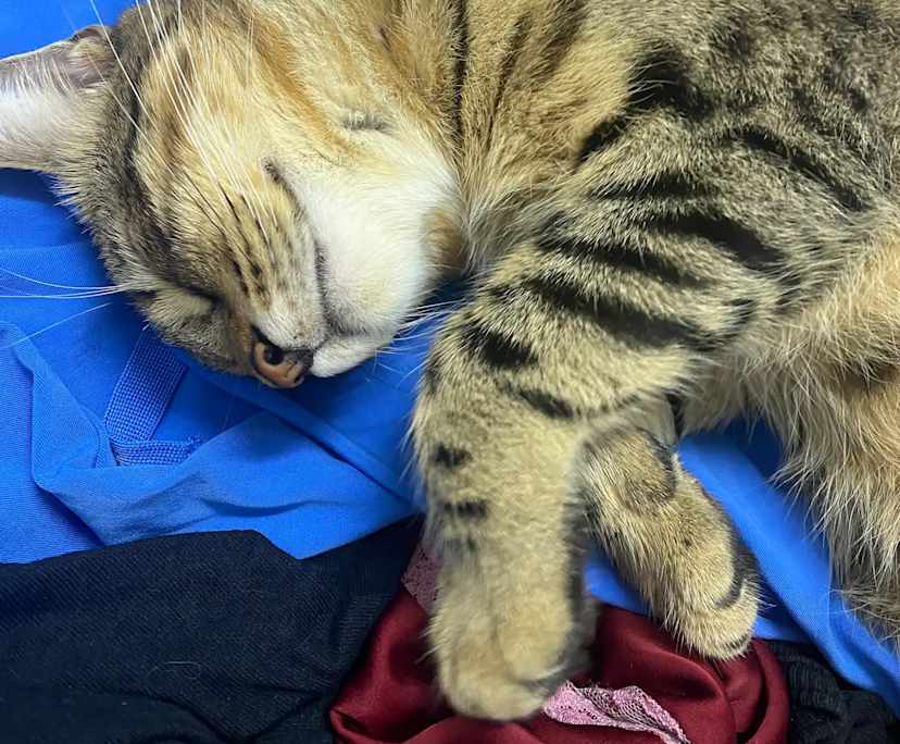 Celeina (25), $270, Smoker, Have pets, and No children