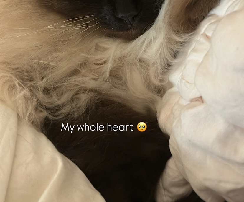 Kylah (19), $300, Non-smoker, Have pets, and No children