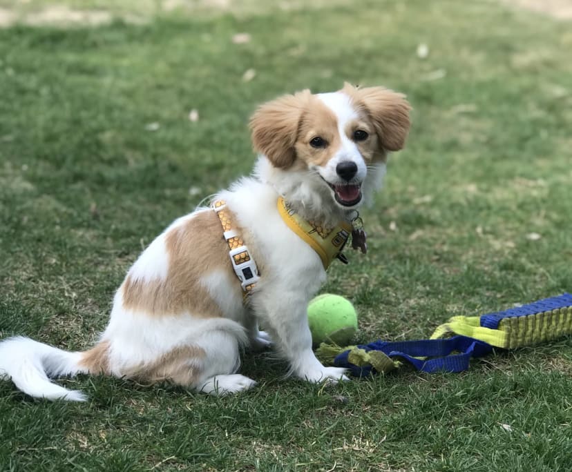 Bethany (20), $200, Have pets, Non-smoker, and No children