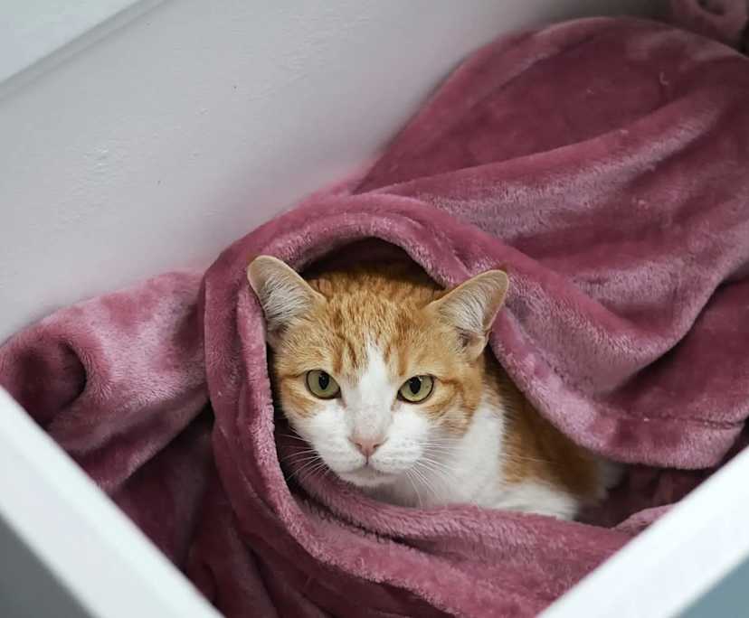 Harvey (29) and Michaela (28), $500, LGBTQIA+, Non-smoker, Have pets, and No children