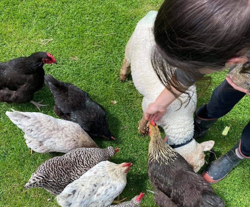 Jordan (32), $250, Non-smoker, Have pets, and No children