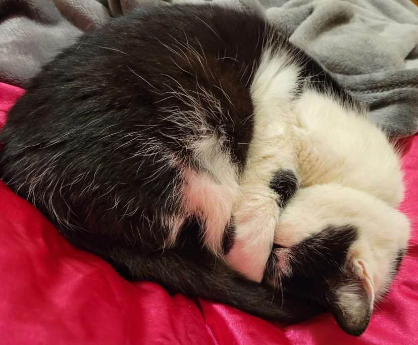 Jordan (32), $250, Non-smoker, Have pets, and No children