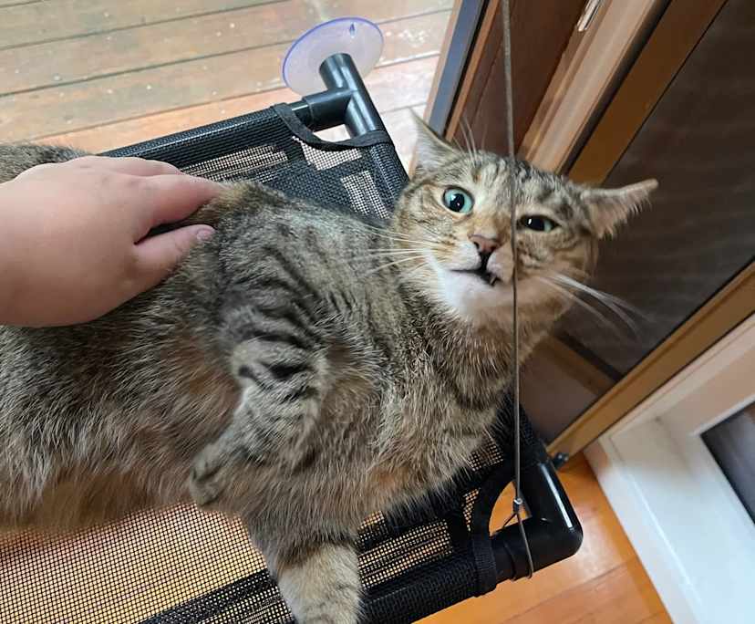 Maxwell (31) and Fiona (31), $350, No pets, Non-smoker, and No children