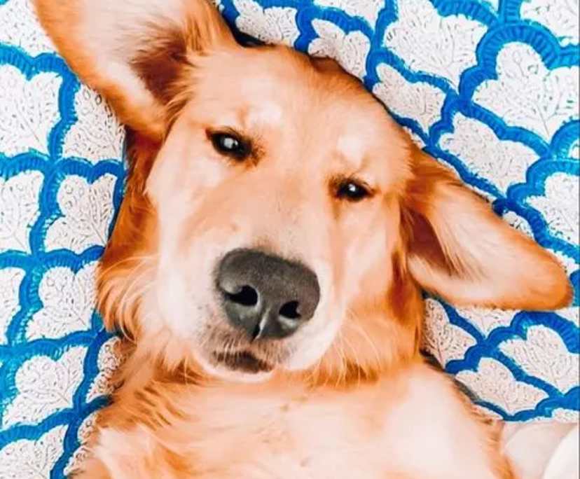 Sikhanyiso (60), $200, Non-smoker, No pets, and No children