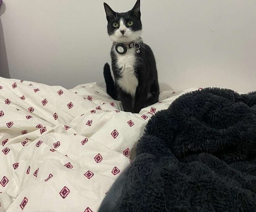 Isabella (21), $250, Non-smoker, Have pets, and No children