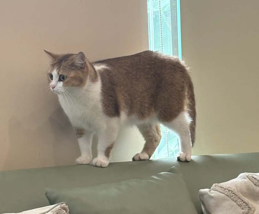 Koki