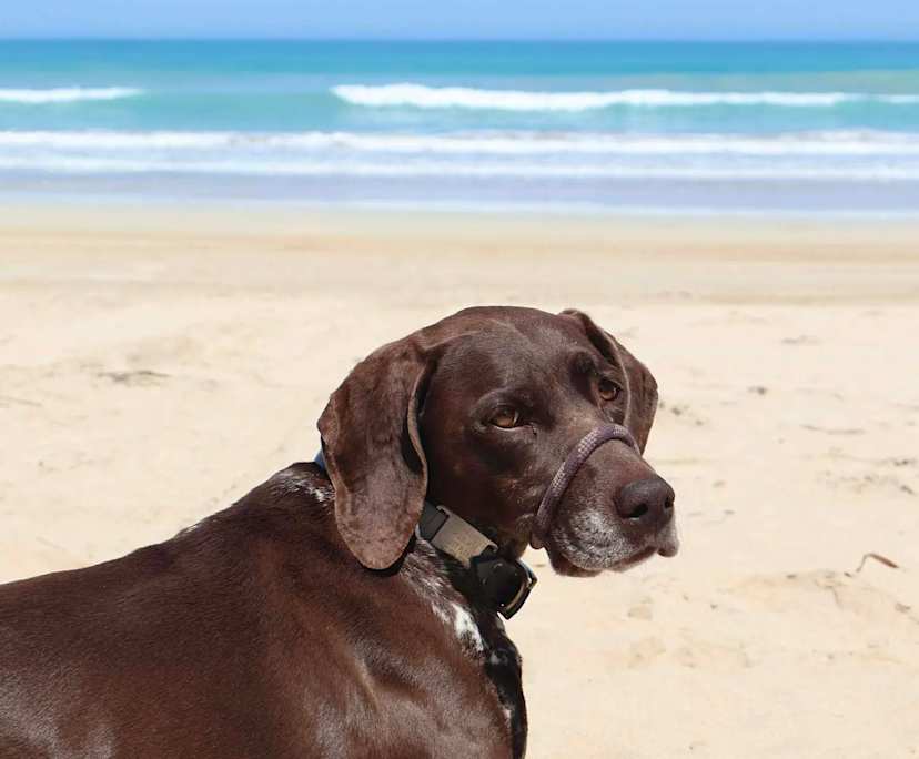 Jack (32), $280, Non-smoker, Have pets, and No children