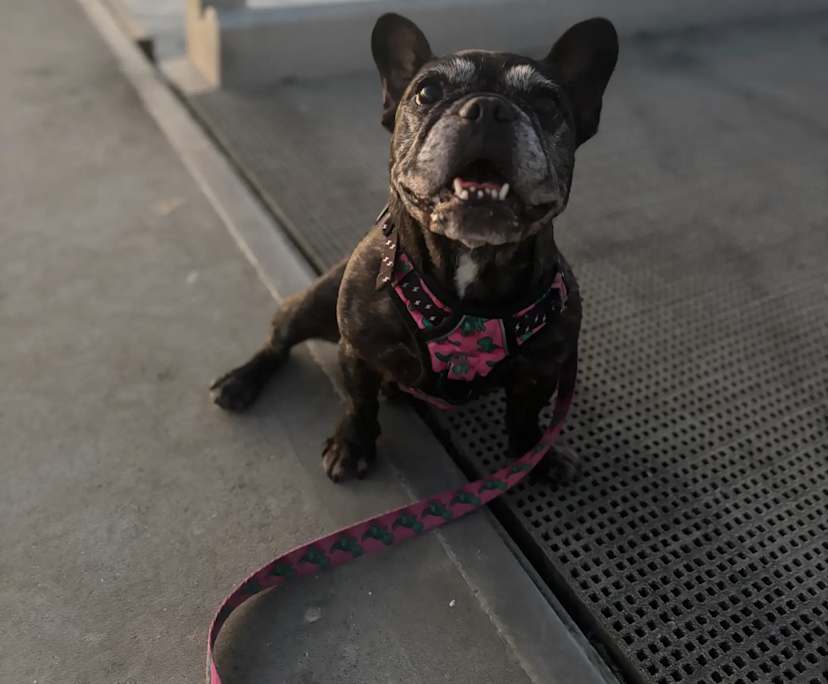 Richard (35), $450, Non-smoker, Have pets, and No children