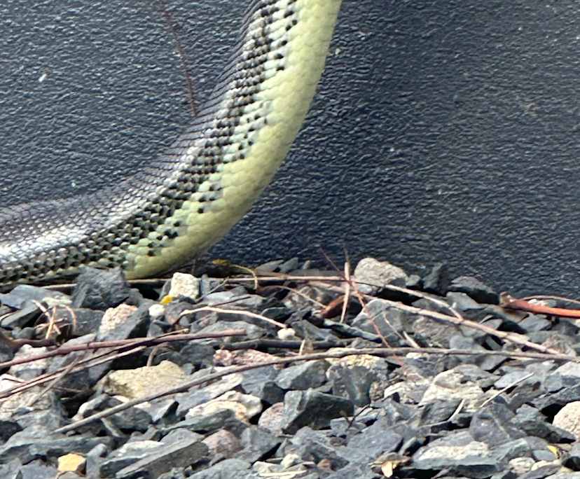 Joseph (51), $400, Non-smoker, Have pets, and No children