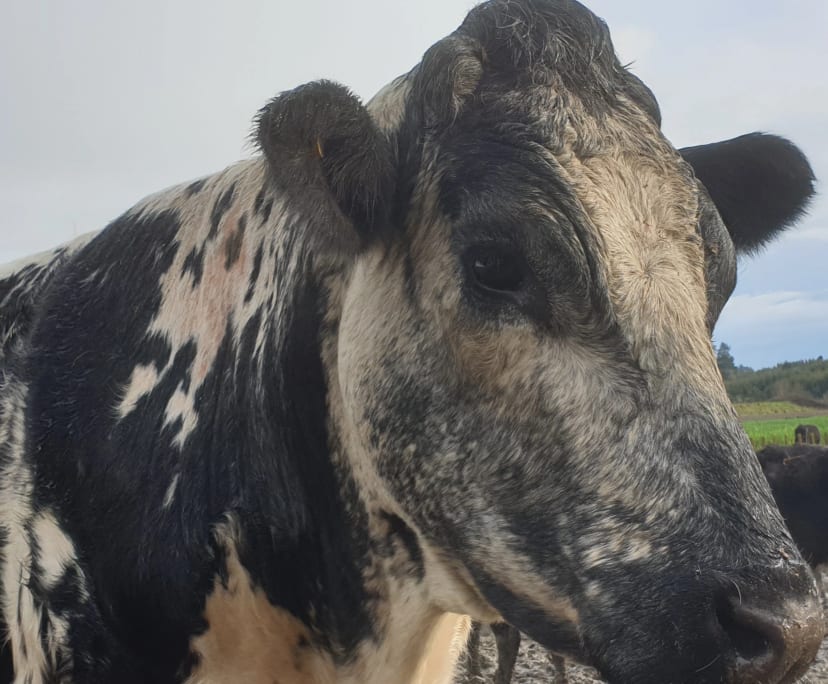 Jordan (32), $250, Non-smoker, Have pets, and No children