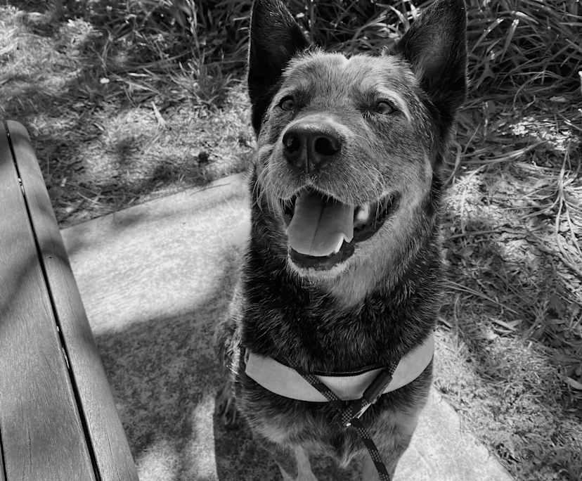 Sarah (27) and Connor (30), $380, Smoker, Have pets, and No children