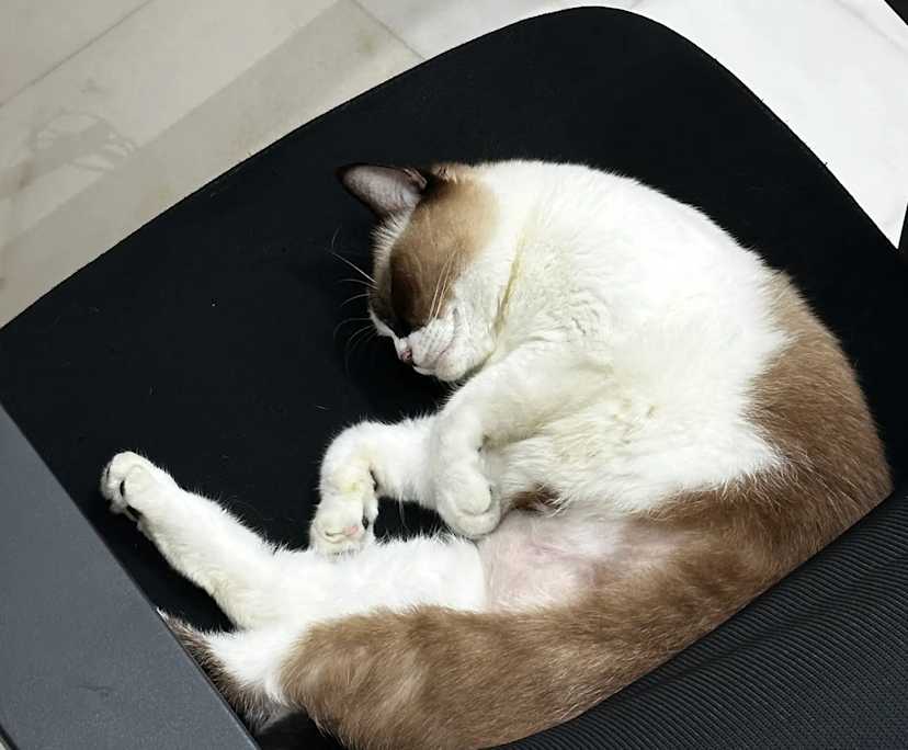 Jia Rui (24), $300, Non-smoker, No pets, and No children