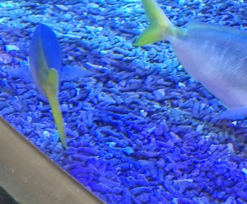 Maluoaiga Makelani (39) and Elizabeth Wulf (37), $1,100, No children, Non-smoker, and No pets