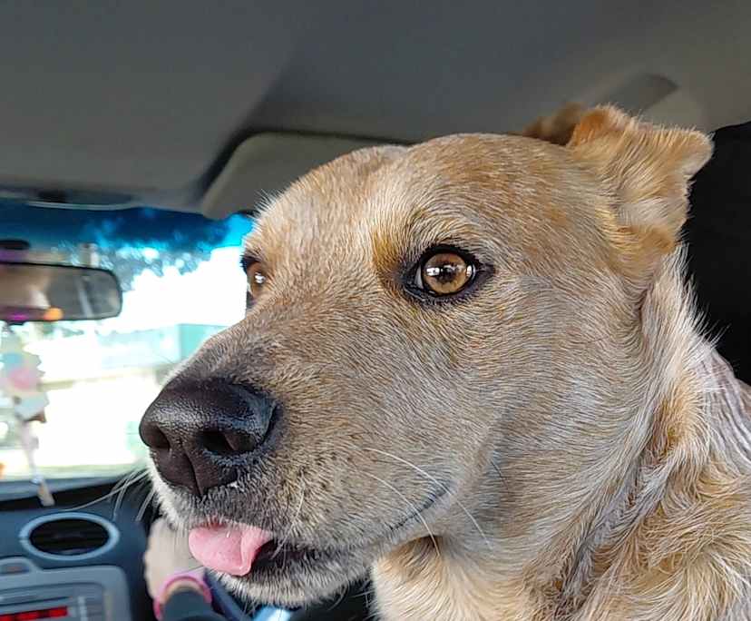 Ryder (18), $400, LGBTQIA+, Have pets, Smoker, and No children