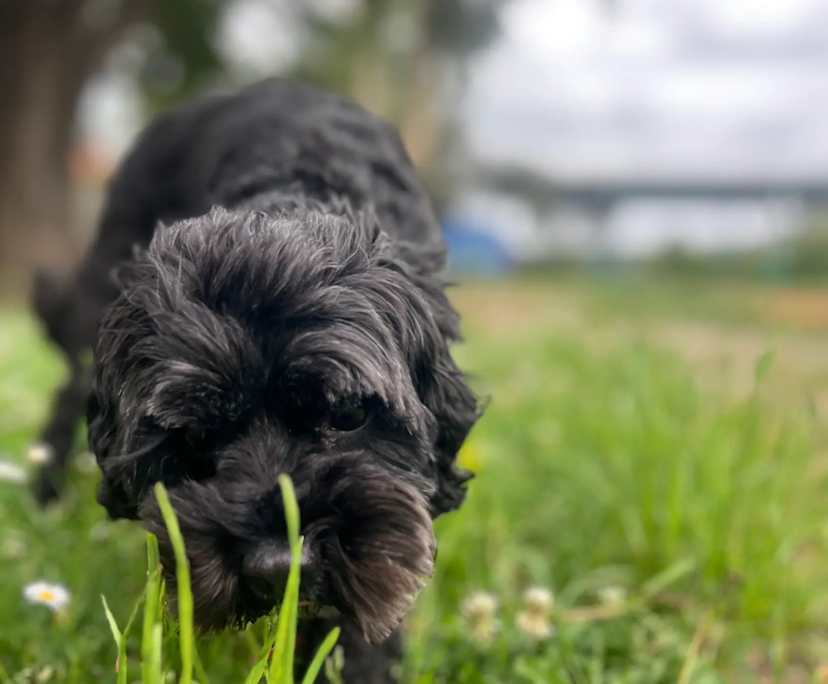 Nat (45) and Mel (16), $450, Non-smoker, Have children, and No pets