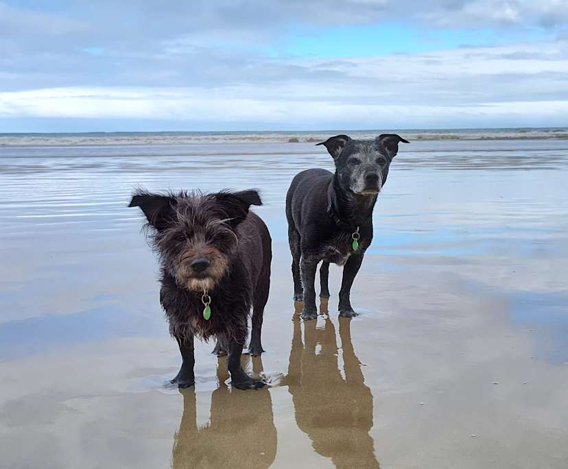 Jamie (59), $225, LGBTQIA+, Have pets, Non-smoker, and No children