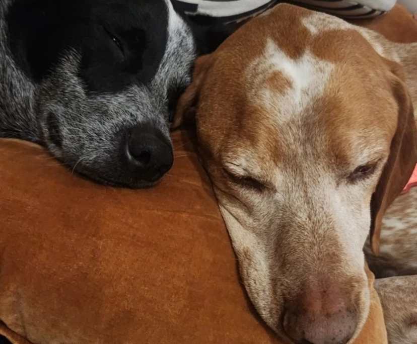 Indigo (25) and Zane (26), $450, LGBTQIA+, Non-smoker, Have pets, and No children